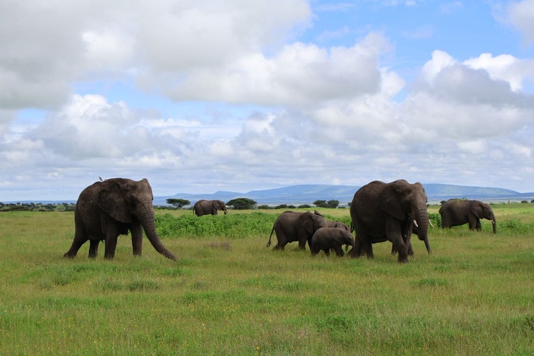Elephants in Tanzania