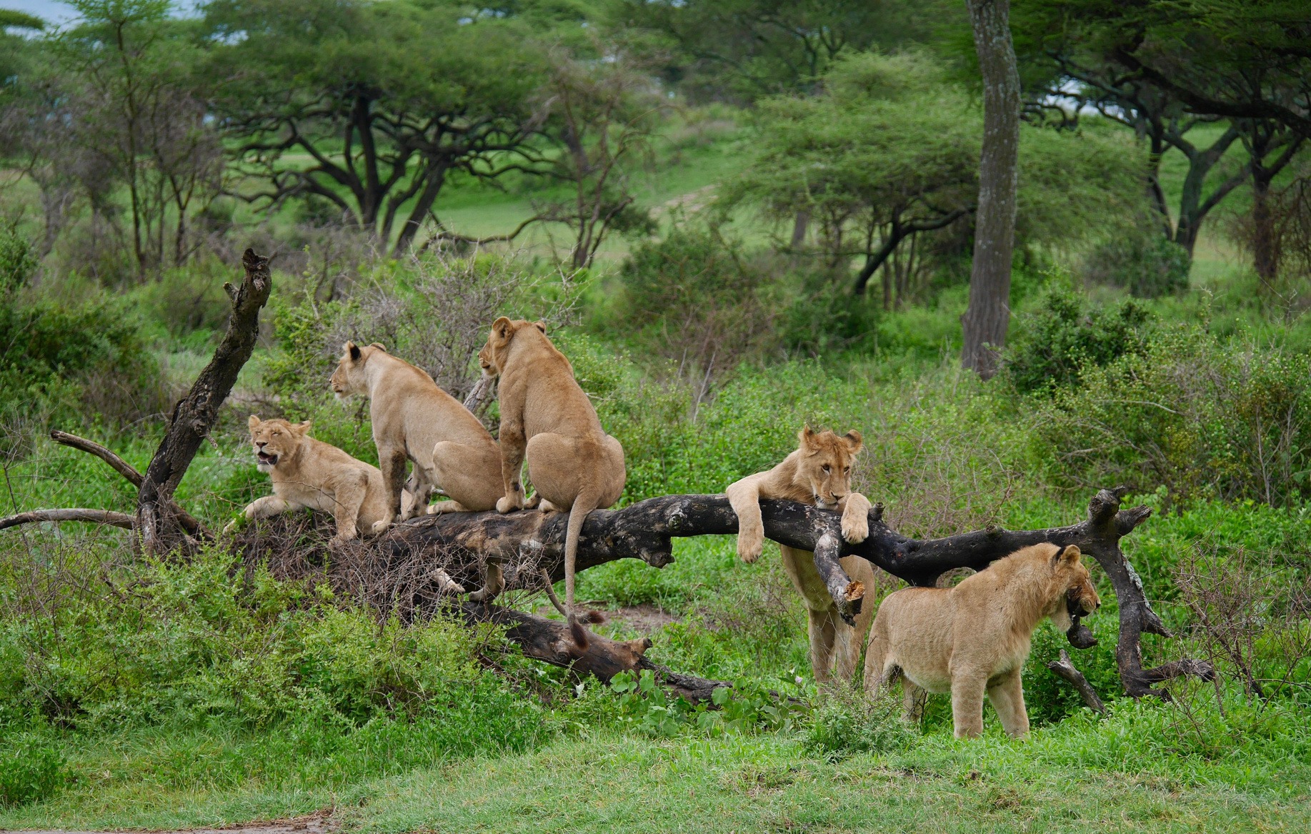Tanzania safari lions
